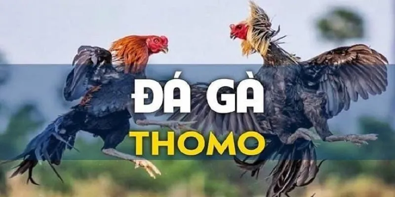 Đá Gà Thomo Tuyệt Đỉnh Rực Lửa Tại 79WIN 2 Đá Gà Thomo - Trải Nghiệm Cảm Giác Hồi Hộp Từ Trận Đấu - acar4u.uk.com