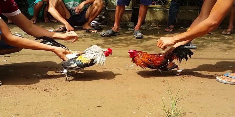 Đá Gà Tre - Đấu Trường Rực Lửa, Nét Văn Hóa Việt 3 Đá Gà Tre - Hình Thức Giải Trí Đầy Kịch Tính Tại Trường Đấu